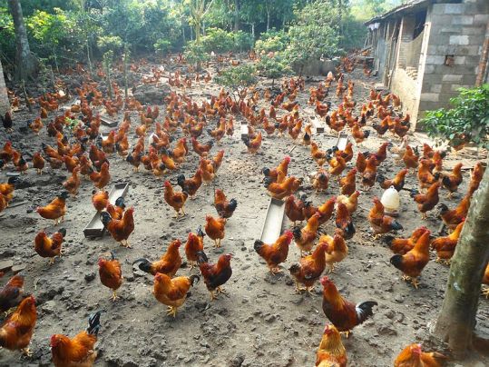 Hundreds of roosters standing in a field