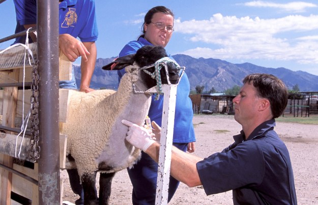 Gathering blood from a sheep to test for scrapie.