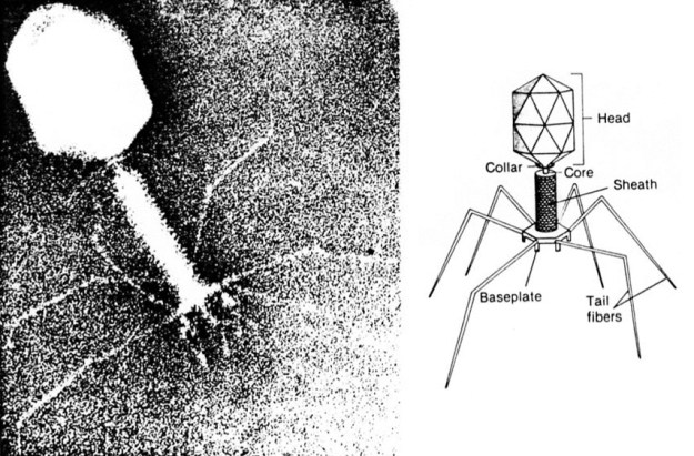 bacteriophage