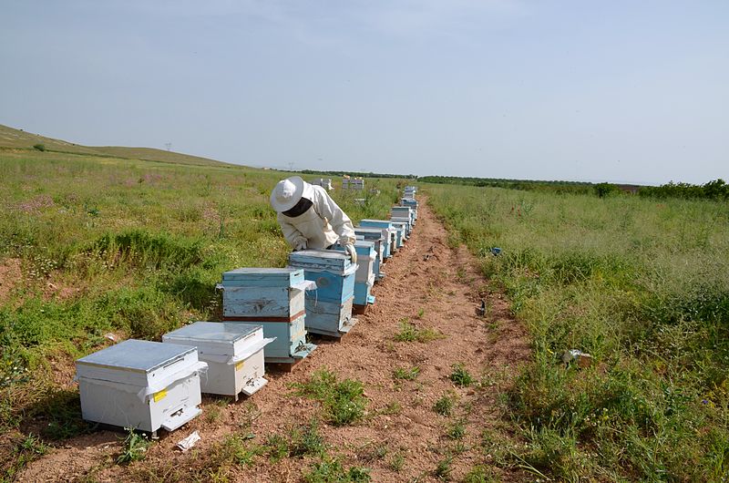 800px-osman_bey_ve_arc4b1larc4b1