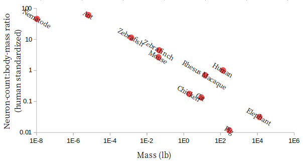 neuron-body-count-ratio-and-mass