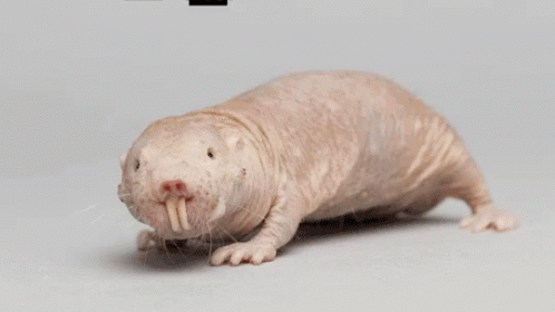 NakedMolerat.gif