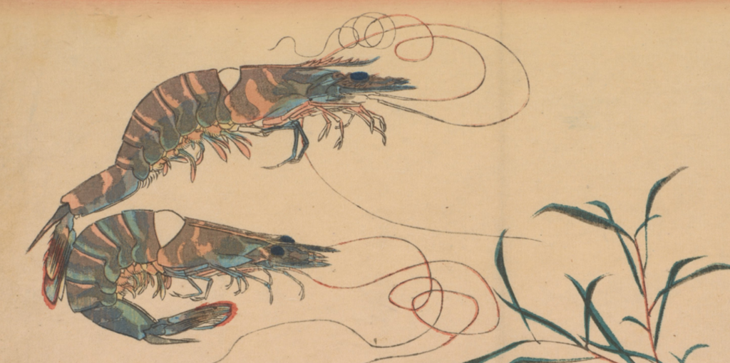 Woodblock print of swimming prawns