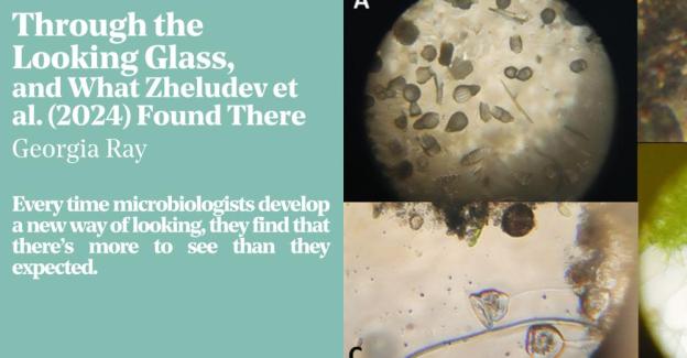 Through the Looking Glass, and What Zheludev et al. (2024) Found There. By Georgia Ray. Every time microbiologists develop a new way of looking, they find that there's more to see than they expected.