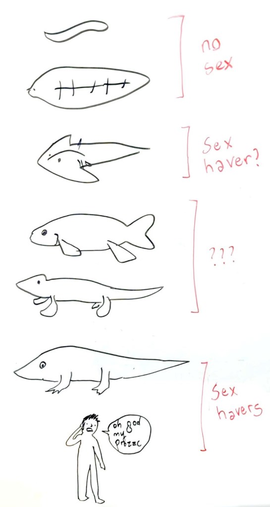 To summarize: Simple early animals through early vertebrates didn't have sex. Microsonia dicki is are potential SEX HAVER. From lobe-finned fishes through amphibians, the sex-having status is unclear. After reptiles, we're back to for sure BANGIN'.